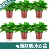 Plantas de Rabanete Verde em Vasos São Fáceis de Cultivar em Ambientes Internos, Absorvem Formaldeído, Purificam o Ar, Plantas Hidropônicas, Plantas Verdes, Plantas em Vasos com Flores, Cestas Verdes Atacado