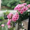 Plántulas de Geranio de Flor Doble en Maceta, Flores Grandes, Flores y Plantas Verdes Fáciles de Cuidar, Florece Todo el Año, Plántulas de Hortensia para Balcones Interiores