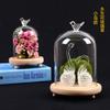 Micro-paisaje Flor Eterna Vidrio Transparente Base de Madera Sólida Cubierta de Vidrio Cubierta Antipolvo Salida de Fábrica Regalo