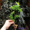 Aquário verde paisagismo original ecológico hidropônico baía de água planta verde interna aquática 1 planta planta pessoa preguiçosa toco velho água e terra