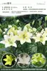 Bulbos de Lírio de Outono de Floração Dupla, Mudas de Flores de Floração Simples, Lírios Perfumados Comprados Diretamente da Holanda, Canhão de Ferro, Plantas de Vaso para Iniciantes do Pátio Karie