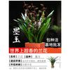Plántulas de orquídea que florecen en todas las estaciones, flores y plantas verdes de aroma intenso, orquídea tinta, clivia, plantas Phalaenopsis en maceta, fáciles de cultivar en el balcón y la sala de estar.