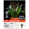 Mudas de Orquídea Florescem em Todas as Estações, Florais Perfumados e Plantas Verdes, Orquídeas Tinta, Clívia, Orquídeas Phalaenopsis, Plantas em Vasos, Fácil de Manter, Varanda Sala de Estar