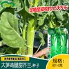 Semillas de Col Rizada Grande Huayu Pierna de Pollo Brote de Bambú Grande Dulce Se Cultivan en Tierras de Cultivo y Huertos con Semillas de Col Rizada Grande Crujientes, Dulces y Refrescantes Resistentes al Calor y al Frío
