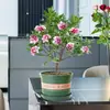 Orquídea Phalaenopsis, Planta Ornamental de Interior, Planta Resistente ao Frio, Planta Florífera, Tronco Velho com Botões, Mudas de Flores Grandes e Pequenas, Planta em Vaso, Bonsai de Fragrância Forte