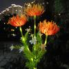 En Stock Decoración de Jardín de Lirio Araña Alimentada por Energía Solar Flor Eterna LED Estaca de Suelo Luz de Ambiente para Césped