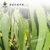 Hidrogel de Eucalipto Saturado Água de Flor Destilada de Planta Água para Curativo Úmido Máscara de Água Hidratante Extrato de Eucalipto Cuidados com a Pele Hidrogel