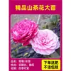 Camelia Xiangfei en maceta con brotes, flor roja de cinco colores, fácil de cultivar en interiores, florece en cualquier estación.