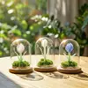Regalo del Día de la Madre: Adorno de Cúpula de Vidrio Hecho a Mano Tulipán Glaseado Zibo, Planta Eterna Regalo Creativo Al Por Mayor