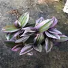 Florales y Suculentas de Fujian Venta al por mayor Flor en maceta Plantas verdes de interior para escritorio Pintura al óleo Pintura al óleo de boda Orquídea Araña