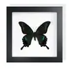 Mariposa Cola de Golondrina Banda Verde Espécimen de Mariposa Real Producto Terminado Decoración de Regalo Arte de Pared Pintura Decorativa Regalo de Cumpleaños para Niñas Amigas