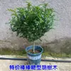 Repelente de Mosquitos Tipo Fragancia Planta Madera de Pimienta Maceta Oficina Escritorio Planta Verde con Fragancia Repelente de Insectos Fragancia Floral
