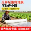Filme Mulch Agrícola para Cultivo de Mudas, Filme Plástico Transparente Espessado para Isolamento e Proteção contra Geada, Filme Mulch Branco Perfurado de PE