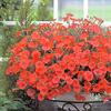 Semillas de Petunia Colgante Importadas, Plantas de Maceta de Petunia Colgante Fáciles de Cultivar, Semillas de Flores para Todas las Estaciones, Tasa de Germinación 80%