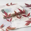 Planta de Hojas de Nandina Especimen Real Hoja Real Especimen DIY Funda de Teléfono de Resina Marcapáginas Lámpara de Escritorio para Niños Pegatina