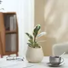 Ins Jiuli Escandinavo Planta Verde Fragante en Maceta Florales Oficina Sala de Estar Escritorio Interior Adornos Purificar el Aire y Eliminar Formaldehído
