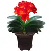Planta de Clívia em vaso preciosa, muda madura para varanda interna, floresce no mesmo ano, variedade 'Monge de Cabeça Redonda', fácil de cuidar, uma boa planta verde