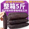 Milho preto do tamanho de um polegar, roxo, de Yunnan Xishuangbanna, milho de espiga para comer com os dedos, fragrante e pegajoso, embalado a vácuo, espiga de milho fresca pronta para comer