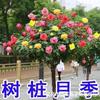 Plántulas de Rosas en Forma de Árbol, Rosales de Tallo Alto, Plantas de Rosas Altas, Plantas en Maceta de Floración de Cuatro Estaciones, Flores y Plantas Verdes de Interior de Fácil Cuidado
