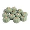 Vintage Retro Calabaza Verde Oscuro Realista Falsa Calabaza de Burbujas Otoño Halloween Suministros para Fiesta Familiar Día de Acción de Gracias