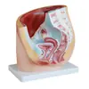 Modelo de anatomía del sistema genitourinario femenino, molde médico del sistema urinario