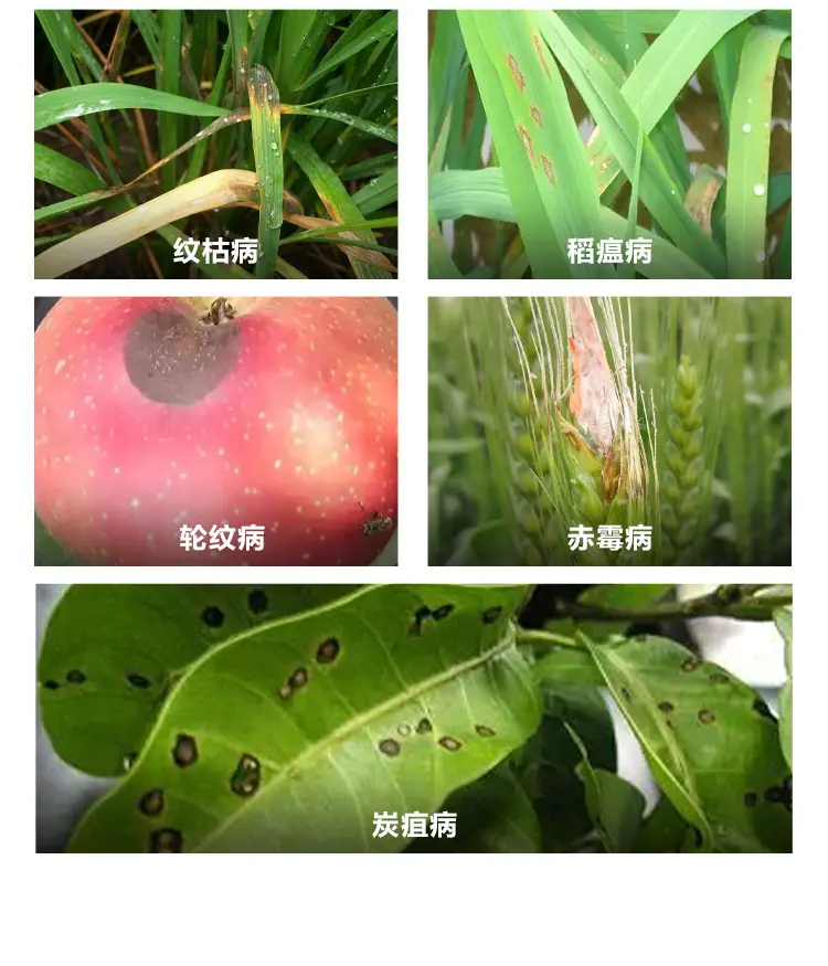 甲基硫菌灵详情_05.jpg