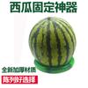 Loja de frutas Shangchao bola de melão melancia grande artefato fixo base de exibição de plástico antiderrapante anti-rolagem redonda oca
