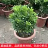 Plantas de Flores de Interior en Maceta Milán Purifican el Aire, Fragancia Fuerte, Florecen en Todas las Estaciones, Son Fáciles de Mantener y Son Plantas Verdes de Vainilla Anti-Mosquitos