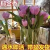Venta al por mayor de 5 bulbos de tulipán en stock, florecen en todas las estaciones, fáciles de cuidar, adecuados para cultivo hidropónico, de pétalos dobles, para cultivo en tierra o maceta en el balcón