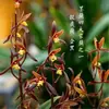 Dez Orquídeas Preciosas, Mudas Originais em Vasos Pretos, Orquídeas Resistentes ao Frio e Fáceis de Cultivar, Plantas Verdes de Interior Fortemente Perfumadas, Florais e Orquídeas