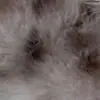 Manchas Hecho a Mano DIY Artista Muñeca Articulada Muñeca para Repintar Tela Felpa Estilo Estrella de Cinco Puntas Otoño/Invierno Piel de Visón Poliéster
