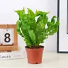 Planta en Maceta Helecho Nido de Pájaro de Fuego Planta Verde de Escritorio Sala de Estar Interior Flor Perenne Todo el Año Planta Fácil de Cuidar Decoración