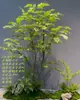 Planta Verde Pie de Pollo Arce Falso Arce Verde Árbol de Arce Árbol Falso Paisaje Escenario Escaparate Sala de Té Escaparate Decoración de Plantas Adorno