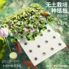 Estanque de peces hidropónico verdura flotante tablero de plantación cultivo sin suelo equipo de cultivo de agua verdura de plantación de agua cultivo en agua tablero de espuma de plantación con agujeros