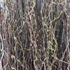 Arranjo de Flores Galho Fresco de Salgueiro Dragão Plantação Germinada em Água de Chão para Sala de Estar Folhagem Fácil de Cuidar Plantas Verdes Hidropônicas Decoração de Casa Plantas Verdes