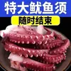 Mariscos Frescos Pulpo Calamar Tentáculos Congelados Rápidamente Tentáculos Crujientes Pies Grandes de Pulpo Fresco Cadena de Frío Mariscos Medusa