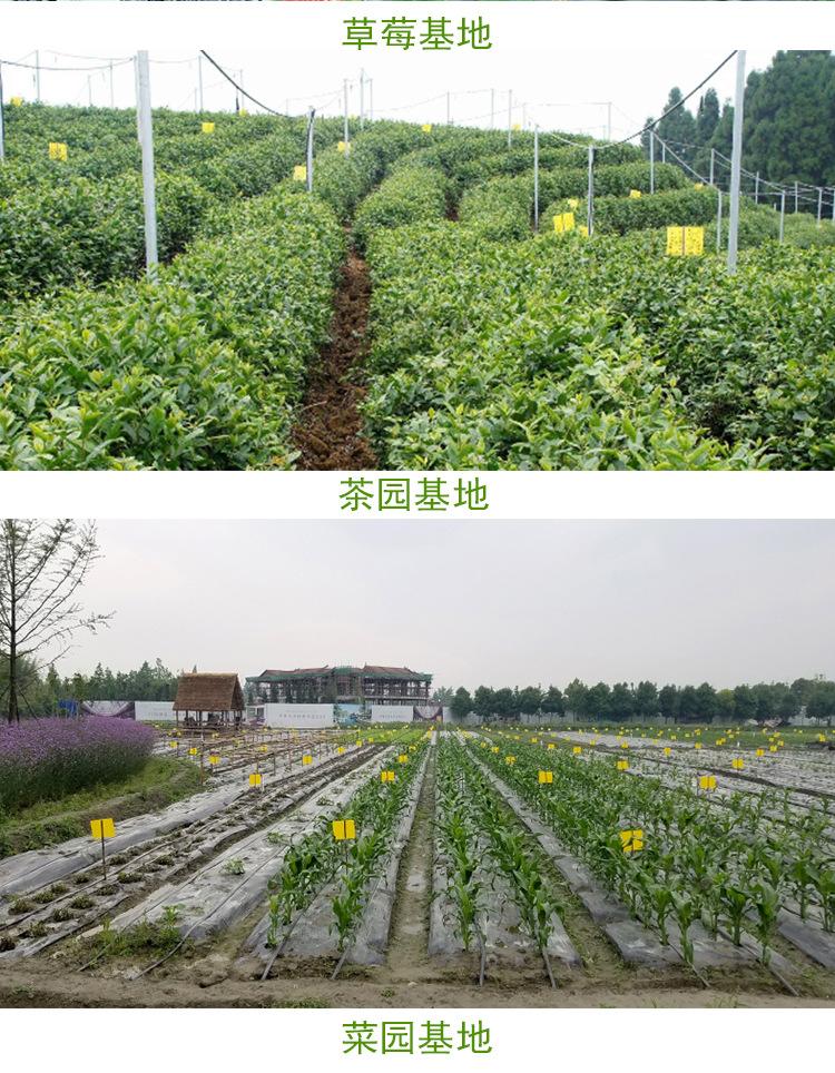 黄板详情图_05.jpg