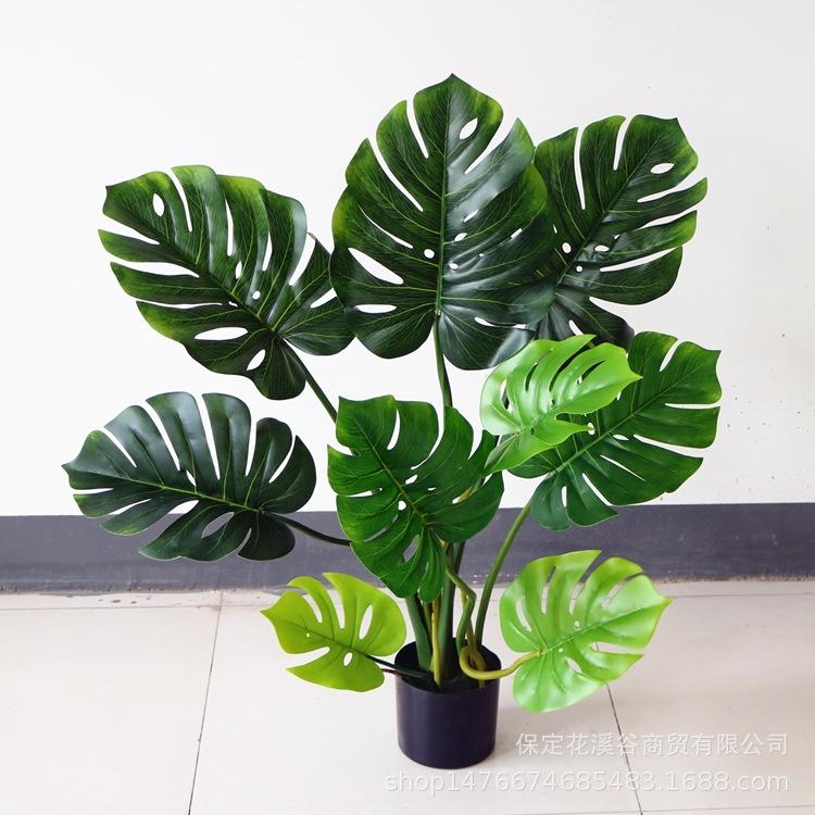 龟背叶-3尺 98元_副本.jpg