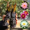 Bloques de Raíz de Nenúfar para Hidroponía de Estanques, Plantas Hidropónicas de Nenúfar Grandes que Florecen Todo el Año, Plántulas de Semillas de Raíz de Loto, Plántulas de Flores de Raíz de Nenúfar Multicolor