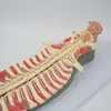 Modelo de Endodontia Vertebral e Magnificação do Nervo Vertebral Modelo Médico de Ensino Sistema Nervoso Modelo Médico Anatômico
