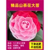 Camelia Xiangfei en maceta con brotes, flor roja de cinco colores, fácil de cultivar en interiores, florece en cualquier estación.