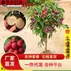 Entrega de una sola pieza de plántulas de lichi injertadas plántulas de árbol de lichi Guiwei Feizixiao sin semillas plántulas de árbol de lichi de cuatro estaciones en el sur