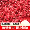 Lombrices Rojas Vivas Cebo Vivo Lombrices Macho Extra Grandes Cebo para Peces Cebo de Fondo Lombrices de Tierra Carpa Cruciana Pesca Salvaje Cebo Rana Trueno Otro