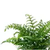 Planta en maceta Helecho Jim para sala de estar interior, Helecho de hoja perenne, Purificador de aire, Fácil de cuidar, Planta verde popular, Tolerante a la sombra