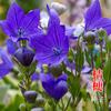 Semillas de Maceta Explosiva Florecen Continuamente, Plantación de Cuatro Estaciones para Interior y Exterior, Plantas de Flores en Maceta Fáciles de Cuidar, Semillas de Flores