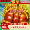 Dropshipping de Mudas de Castanha Dahongpao para Plantio em Jardins do Norte e do Sul, Mudas de Árvores Frutíferas Extra-Grandes, Mudas Enxertadas em Vasos