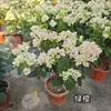 Planta en Maceta Buganvilia Floreciendo Cereza Verde Doble Pétalo Floración Cuatro Estaciones Balcón Fácil de Cultivar Buganvilia de Interior Planta Verde para Balcón