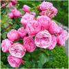 Semillas de Flores de Rosa Trepadora Son Fáciles de Cultivar, Semillas de Planta Trepadora con Pétalos Dobles para Flores de Jardín y Balcón