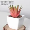 Plástico Fleshy Artificial Bonsai Flor Artificial Decoração Bonsai Interno Casa Escritório Planta Verde Pequenos Enfeites Plantas Artificiais