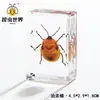 Artesanías de especímenes, insectos reales, escarabajo ciervo, escorpión, escarabajo, araña, regalos de enseñanza de ciencias biológicas, adornos de resina